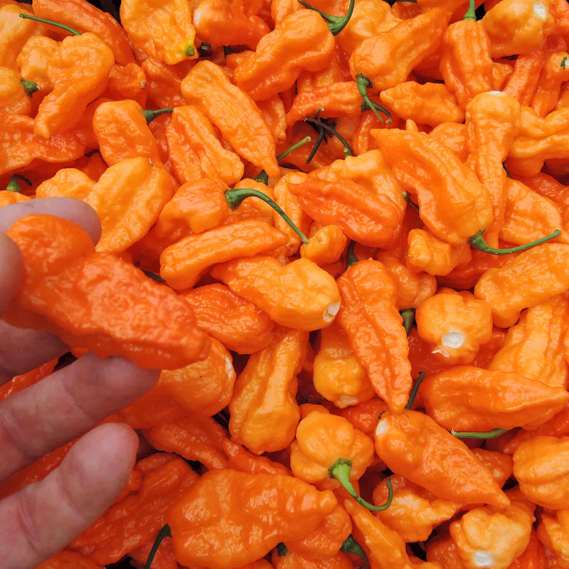 Chilli Seeds 'Draco Orange'