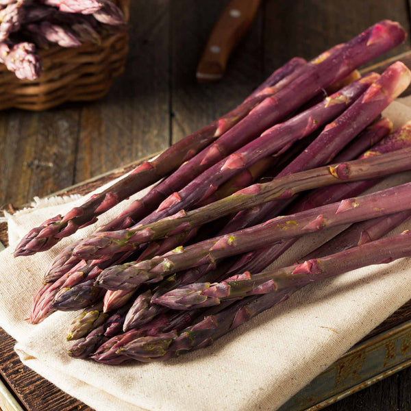 Asparagus Crowns 'Erasmus'