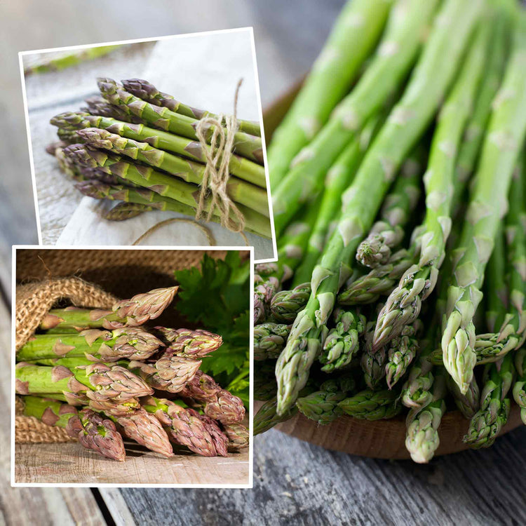 Asparagus Crowns 'Chef's Choice' Collection