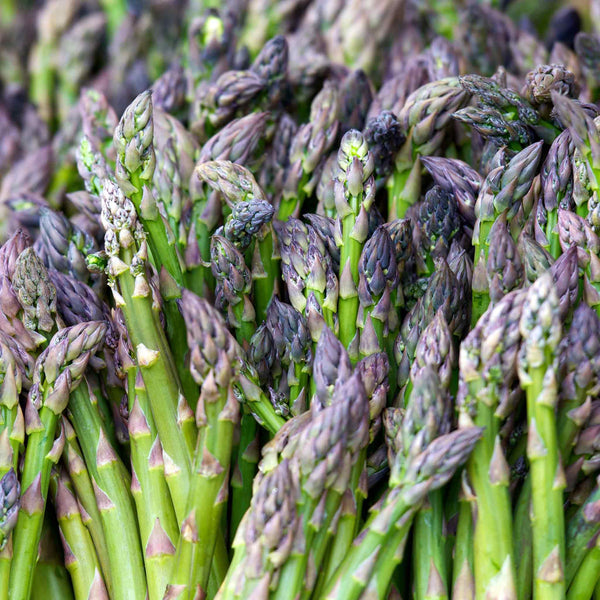 Asparagus Crowns 'Gijnlim'