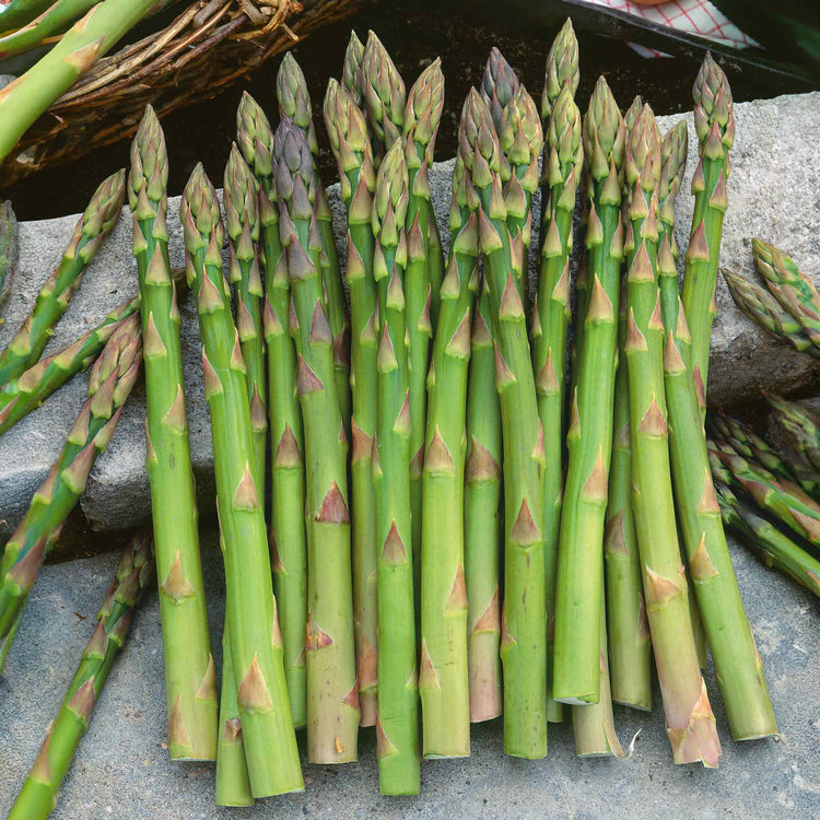 Asparagus Crowns 'Long Season' Collection