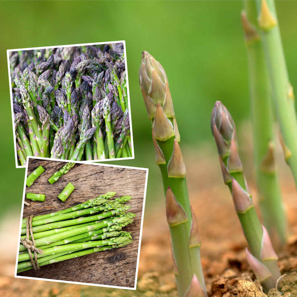 Asparagus Crowns 'Long Season' Collection