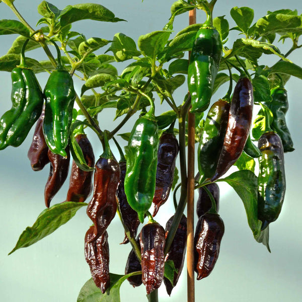 Chilli Pepper Seeds Machu Pichu F1