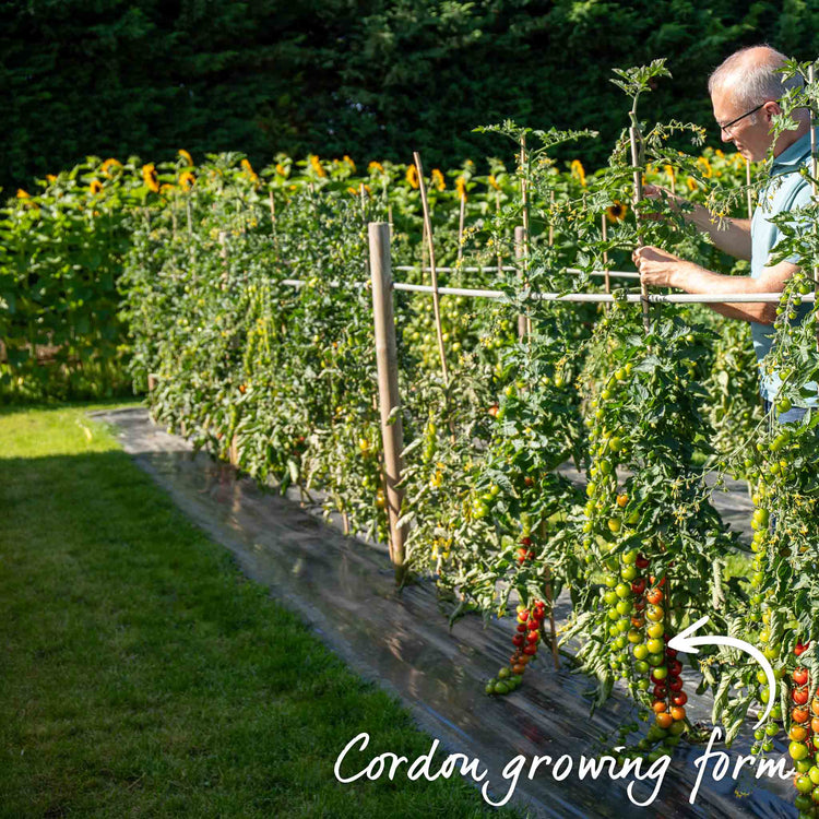 Cordon Tomato 'Ailsa Craig'