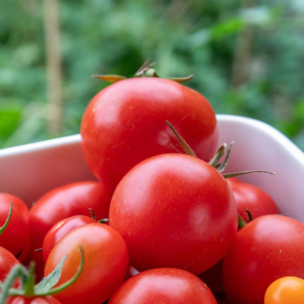 Cordon Tomato 'Ailsa Craig'