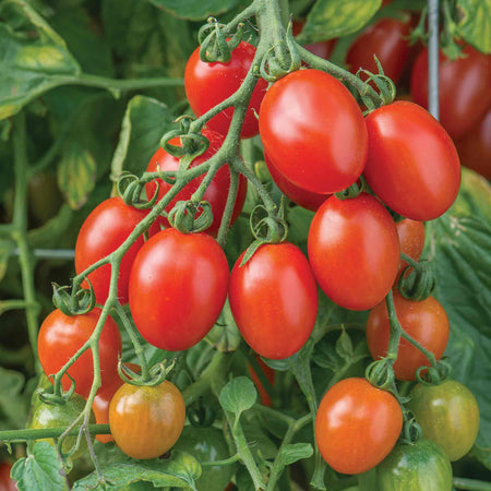 Bush Tomato 'Hanging Basket Collection'