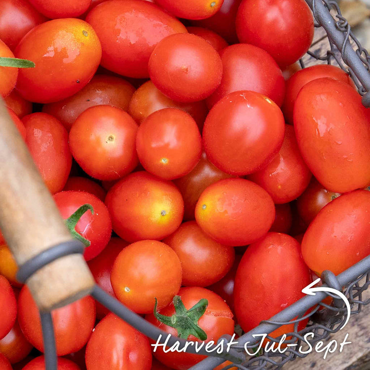 Bush Tomato 'Montello'