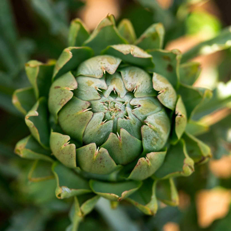 Artichoke 'Duo Pack'