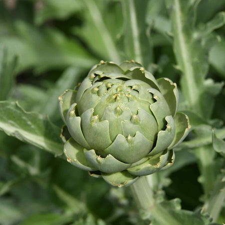 Artichoke 'Green Globe'