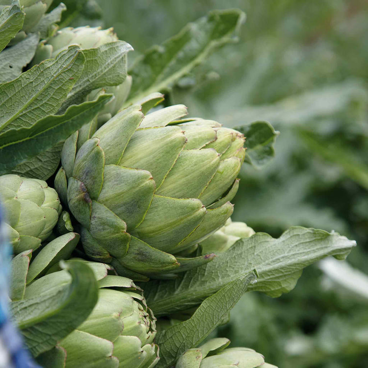 Artichoke 'Green Globe'