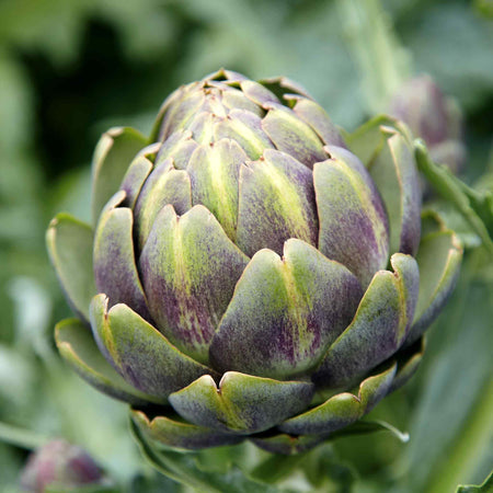 Artichoke 'Duo Pack'