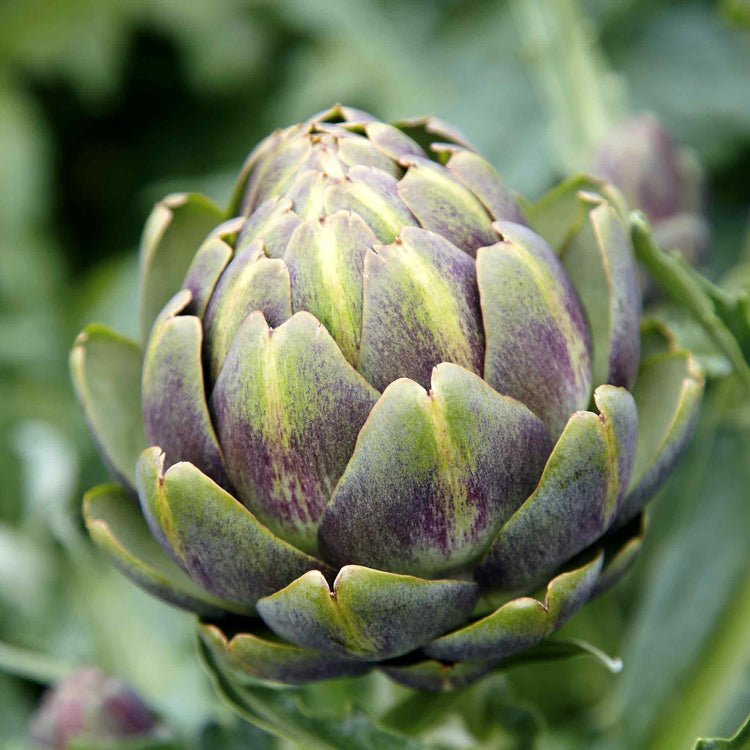 Artichoke 'Duo Pack'