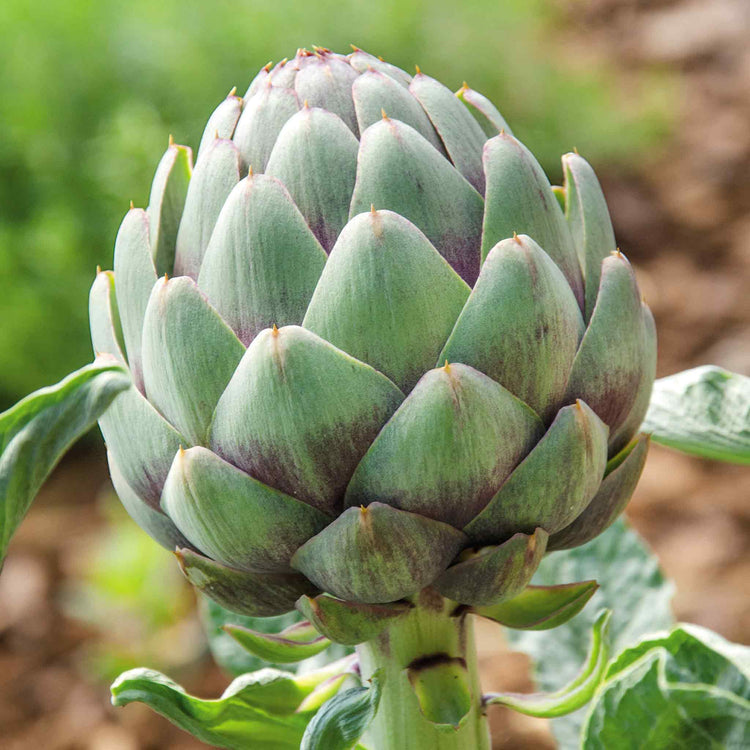 Artichoke 'Duo Pack'