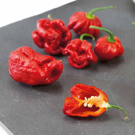 Chilli 'Carolina Reaper'