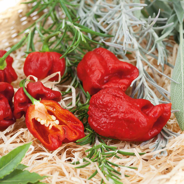 Chilli 'Carolina Reaper'