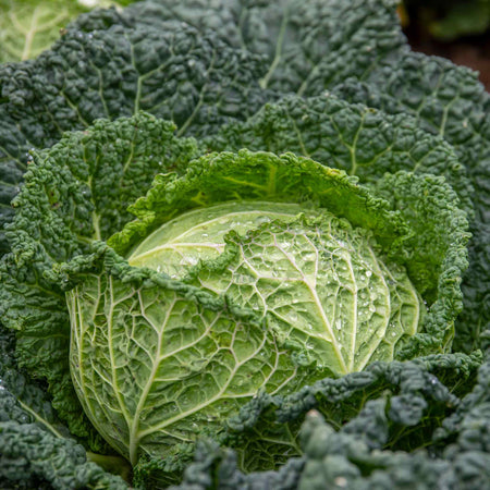 Cabbage 'Savoy Serpentine'
