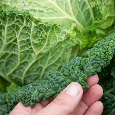 Cabbage 'Savoy Serpentine'