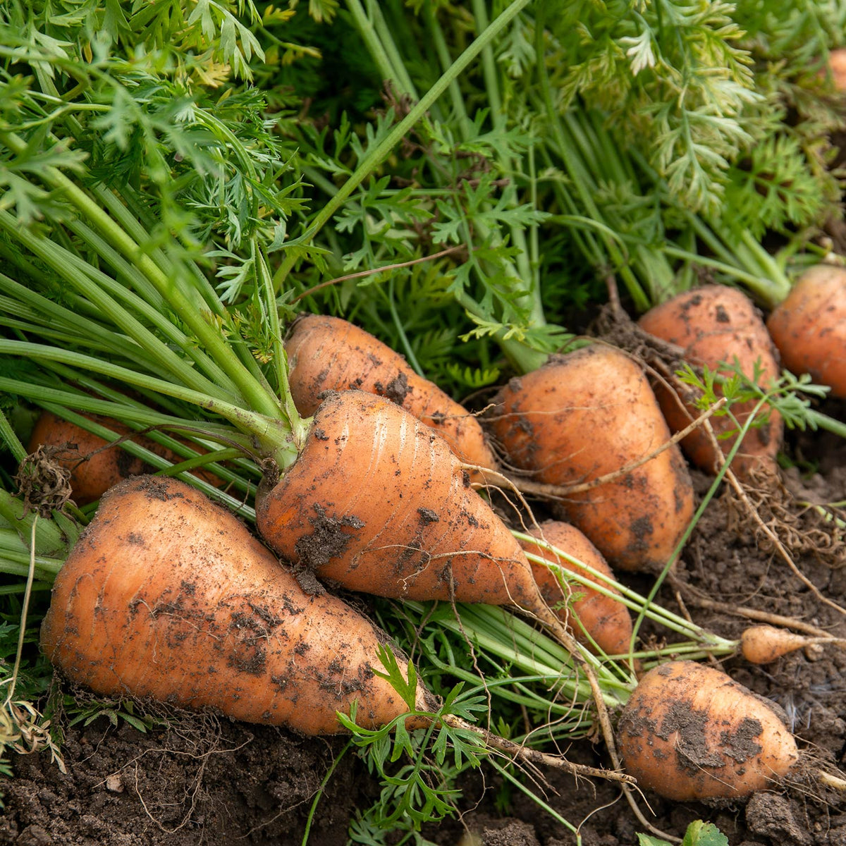 Freshly harvested Carrot 'Chantenay' with short, broad orange roots and green foliage resting on garden soil.