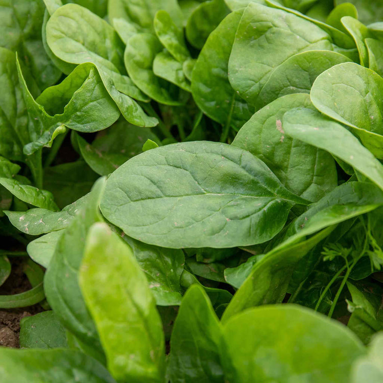 Spinach 'Renegade'