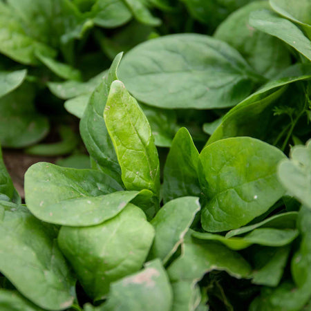 Spinach 'Renegade'