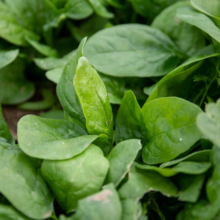 Spinach 'Renegade'