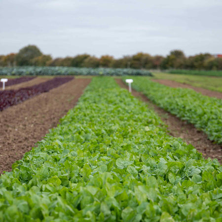 Spinach 'Renegade'
