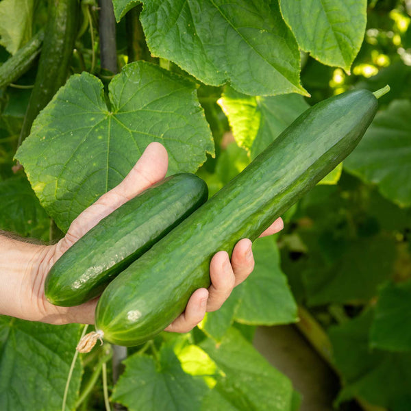 Cucumber 'Outdoor Duo'