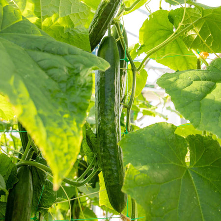 Cucumber 'Telegraph'