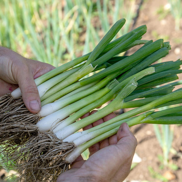 Spring Onion 'White Lisbon'