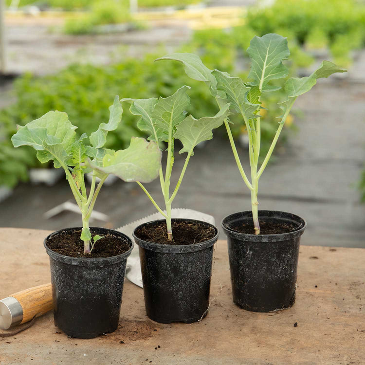 Cabbage 'Supervoy'