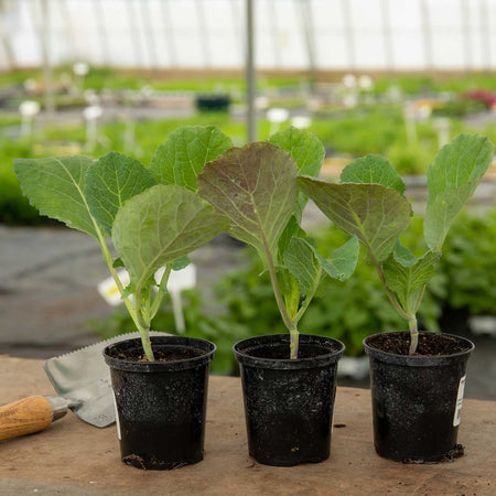 Cabbage 'Savoy Serpentine'