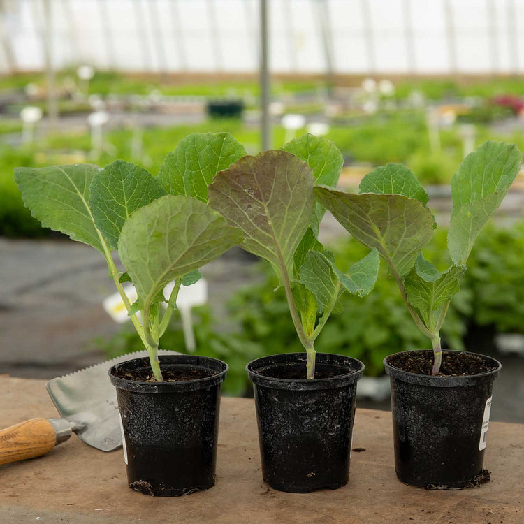 Cabbage 'Savoy Serpentine'