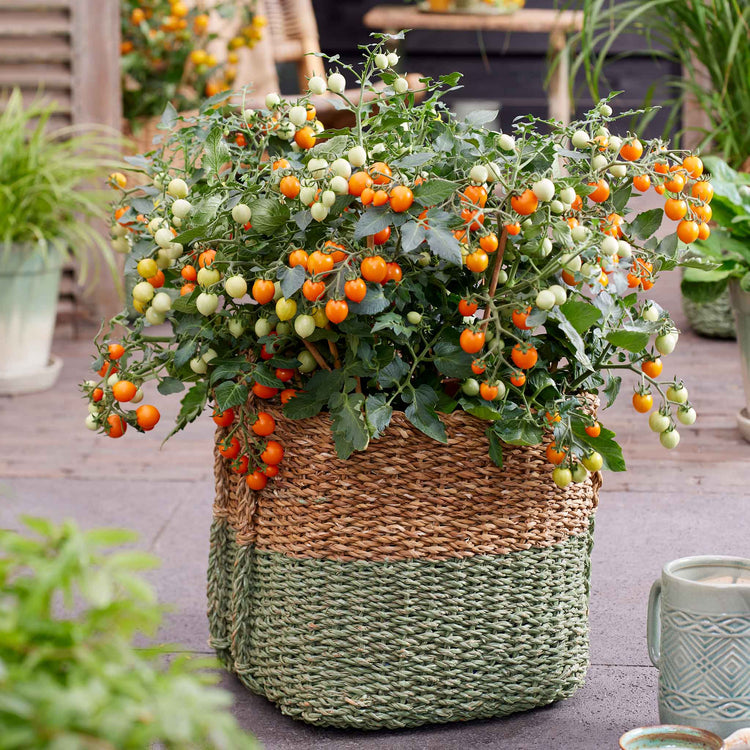 Bush Tomato 'Tiny Temptations Orange'