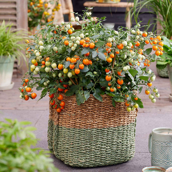 Bush Tomato 'Tiny Temptations Orange'