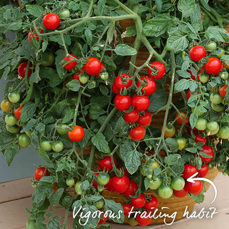 Bush Tomato 'Tumbling Tom'
