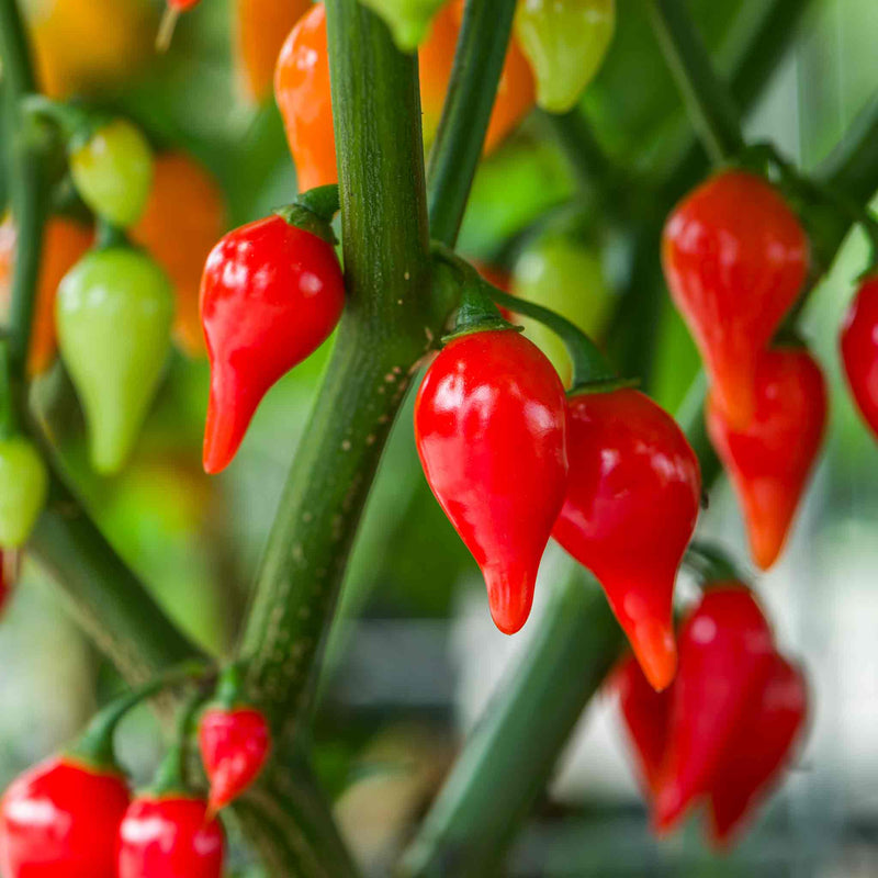 Chilli Plant 'Red Drop'