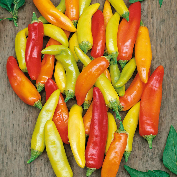 Chilli 'Hungarian Hot Wax'