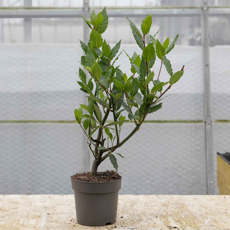 Kitchen Bay Tree