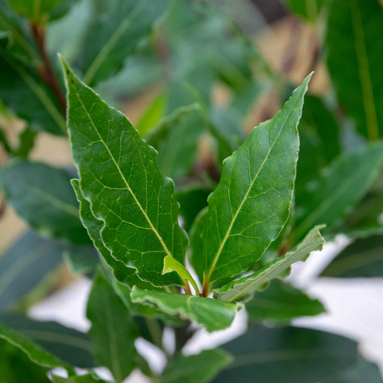 Kitchen Bay Tree