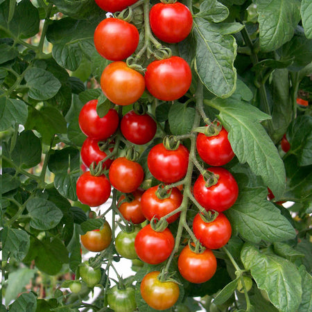 Tomato 'Sweetest Collection'