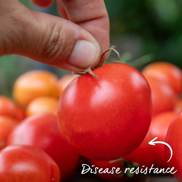 Grafted Cordon Tomato Taster Pack