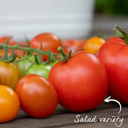 Grafted Cordon Tomato 'Shirley'