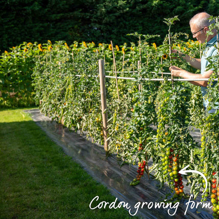 Grafted Cordon Tomato 'Shirley'