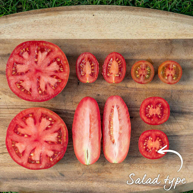 Grafted Cordon Tomato 'Shirley'