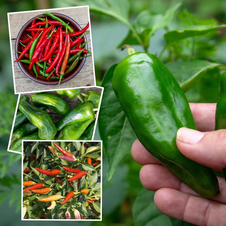 Chilli Balcony Collection