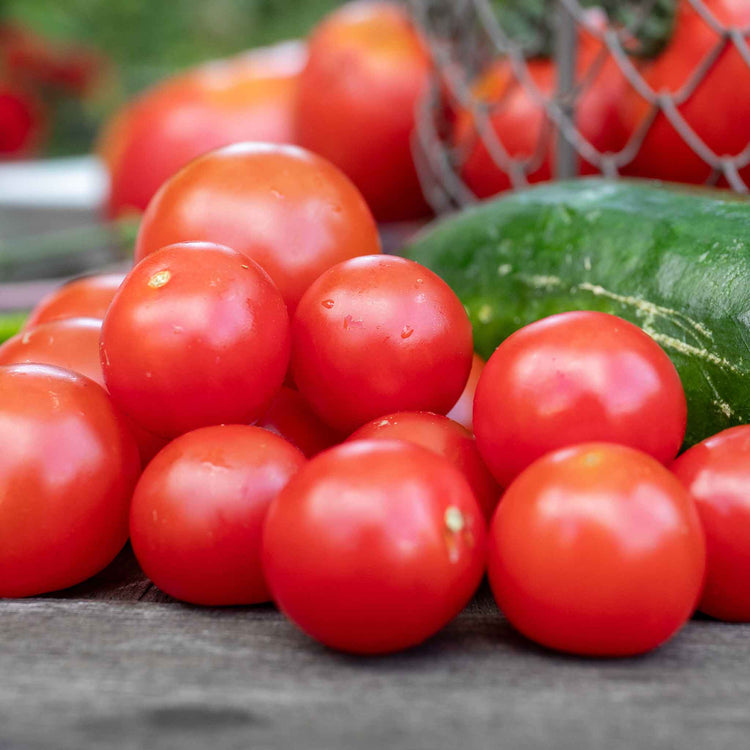 Grafted Cordon Tomato 'Gardeners Delight'