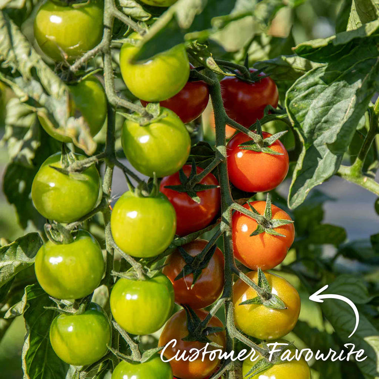 Grafted Cordon Tomato 'Gardeners Delight'