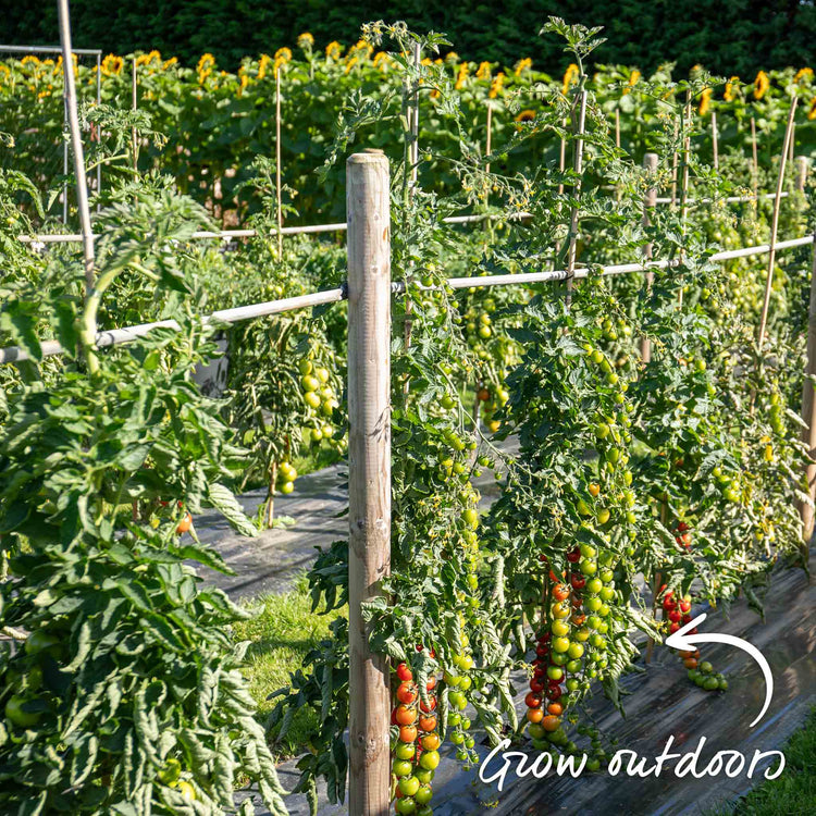 Grafted Cordon Tomato 'Gardeners Delight'