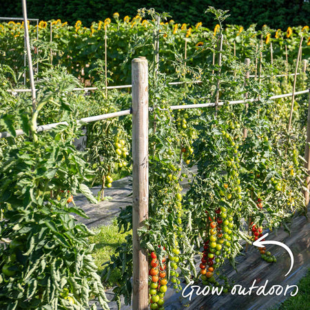 Cordon Tomato 'Gardeners Delight'