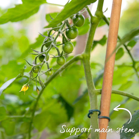 Grafted Cordon Tomato 'Gardeners Delight'